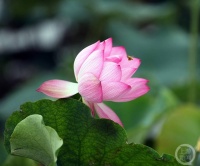 “盛夏”（211） | 上游主题摄影征稿作品展——胡春友作品