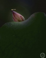 “盛夏”（212） | 上游主题摄影征稿作品展——肖勇作品