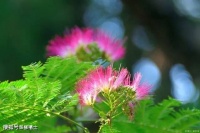 【古诗词鉴赏】唐代诗人韦应物《淮上喜会梁川故人》诗赏析