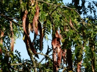 夜雨丨刘德：外婆家的皂角树