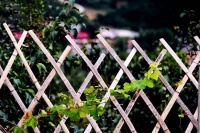 头条大赛（第19季）丨洪德斌：竹篱悠悠