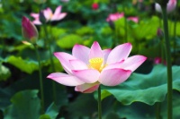 湖南邵阳：夏荷摇曳娇艳欲滴