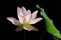 “盛夏”（228） | 上游主题摄影征稿作品展——王立元作品