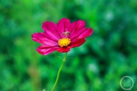 “盛夏”（235） | 上游主题摄影征稿作品展——谭昌藩作品