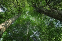 夜雨丨龙远信：桢楠之夜