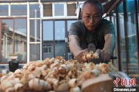 河北深州古琴制作艺人：一张古琴需历经上百道工序