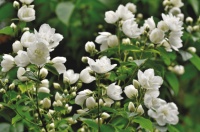 夜雨丨李苇凡：茉莉与紫檀