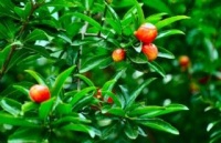 【古诗词鉴赏】宋代诗人陆游《 初夏行平水道中》诗赏析