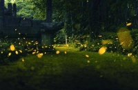 今日大暑｜万物荣华 不负盛夏