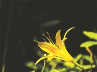 路边有萱草，身边有弟弟