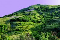 夜雨丨唐御伦：青翠欲滴的夏