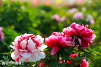 【古诗词鉴赏】宋代诗人苏轼《吉祥寺赏牡丹》诗赏析