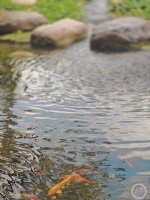 “盛夏”（271） | 上游主题摄影征稿作品展——林治军作品