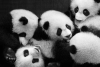 “大运会”火了熊猫之都 —“不止黑白”熊猫艺术主题联展开展