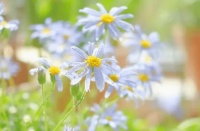 有这两个特质的女人，多半好命，有一个也很了不起