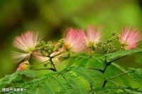 【古诗词鉴赏】20首经典古代诗词背诵与简要赏析