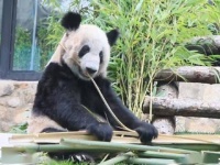 可爱！丫丫干饭名场面