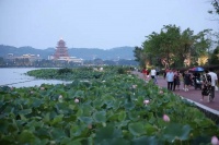 夜雨丨谢子清：不敢与荷花对视