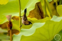 “秋韵”（4） | 上游主题摄影征稿作品展——李维平作品