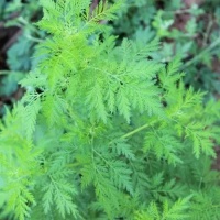 夜雨丨蒋兴明：苦蒿（外一篇）