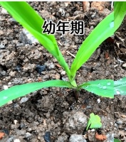 一株玉米的生长过程，形象地诠释了人的一生：珍惜眼前，活在当下