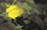 朋友圈｜假设有一场“人生竞拍”