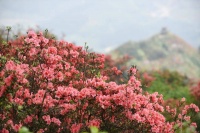 品读｜在花开中看生命行走的样子