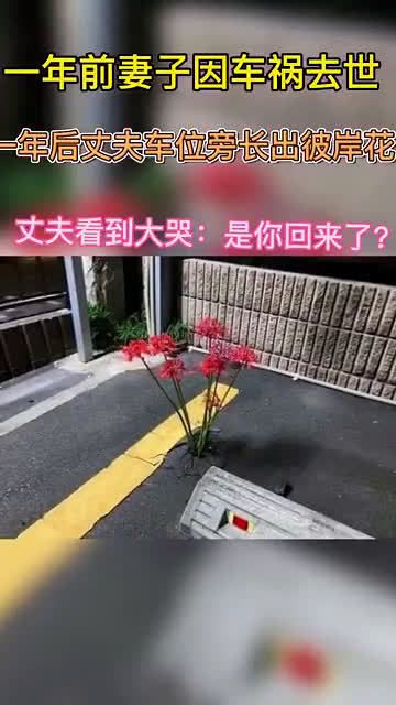 一年前妻子因车祸去世,一年后丈夫车位旁长出彼岸花……