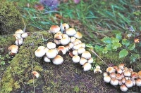 生活｜美国：在缅因的森林采蘑菇是种什么样的体验？