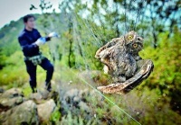 重归蓝天的生灵