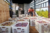 “秋韵”（51） | 上游主题摄影征稿作品展——李定平作品