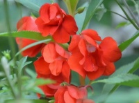 七夕用鲜花染指甲？说的就是这种花——