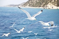 品读｜在荒岛求生的日子就像一场梦