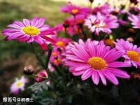 跟《人民日报》学写作之让论证更具高级感