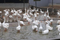 新征程·江淮行｜六安市裕安区：鹅鹅鹅 唱响致富歌