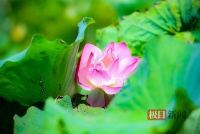 秋日荷花别样红