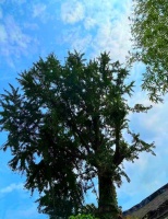 苏州金阊居民自发组建树“细胞”小队志愿队伍 保护绿色“活化石”