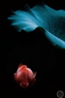 “秋韵”（68） | 上游主题摄影征稿作品展——杜树林作品