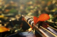 兄弟姐妹关系再好，也要懂得“羊群定律”