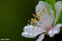 【古诗词鉴赏】宋代词人晏几道《​少年游·离愁》词赏析