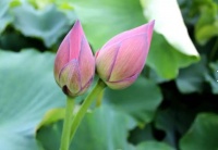 聪明人的成功，都是用最笨的方法