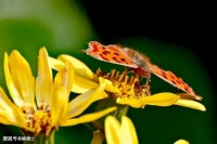 【古诗词鉴赏】唐代诗人高适《别刘大校书》诗赏析