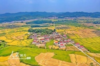 江西金溪：有机稻喜获丰收