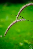 “秋韵”（87） | 上游主题摄影征稿作品展——冉小军作品