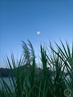 “秋韵”（92） | 上游主题摄影征稿作品展——林治军作品