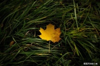 2023秋天来了文案：秋风路过窗台，喊我一起热爱世界