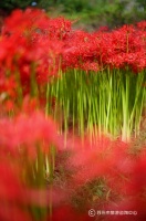 秋意渐浓，彼岸花开！