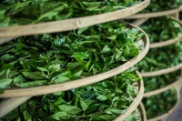 匠人出匠品 武夷岩茶金宗北斗创始人陈拯坚守的三十年