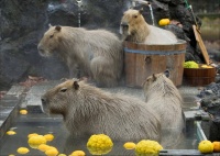 变身精神偶像，「卡皮巴拉」开始吸引年轻人付费