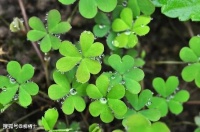 【古诗词鉴赏】唐代诗人王涯《秋思赠远二首》诗赏析